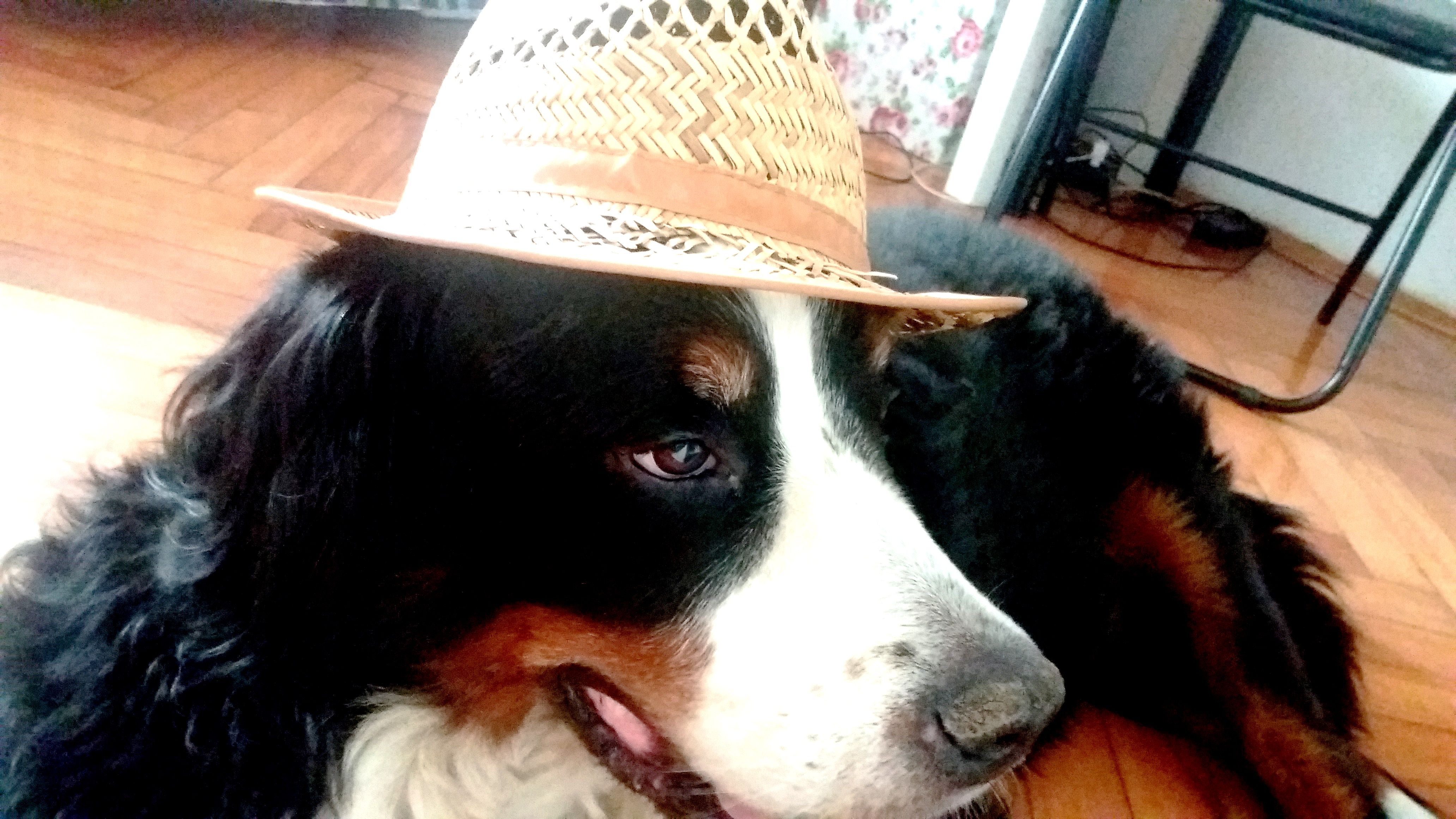 Bernese mountain dog hot sale hat